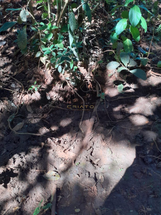 Imóvel com 3 Quartos à Venda, 20.000 m² em Setor Central - Campo Limpo De Goiás
