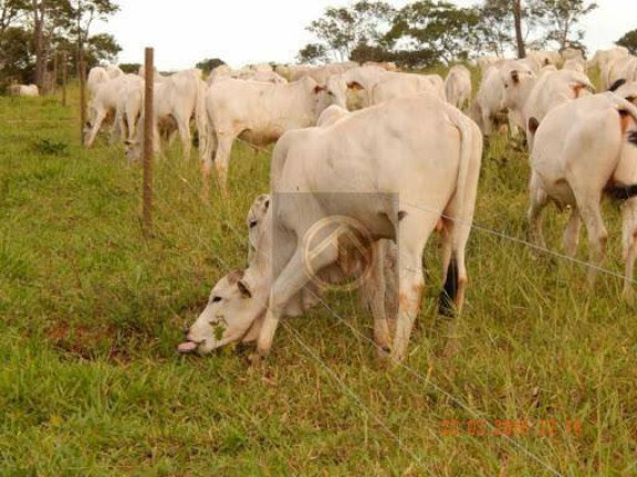Imagem Fazenda à Venda, 2.480.000 m² em Centro - Campina Da Lagoa Imagem Fazenda à Venda, 2.480.000 m² em Centro - Campina Da Lagoa