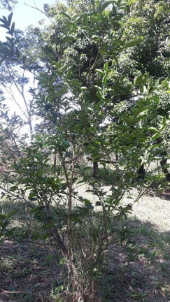 Imagem Imóvel à Venda,  em Chácara Recreio Floresta - Jaguariúna