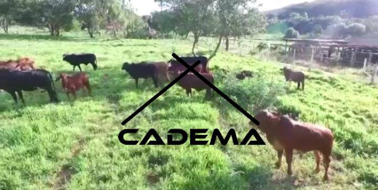 Imagem Chácara com 3 Quartos à Venda, 20 m² em Area Rural - Araraquara