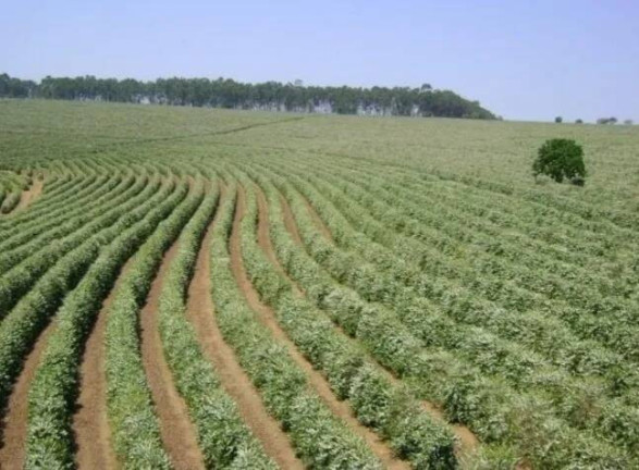 Imagem Chácara à Venda, 530 m² em Centro - Piumhi Imagem Chácara à Venda, 530 m² em Centro - Piumhi