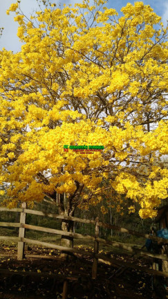 Imagem Fazenda à Venda, 46 m² em Zona Rural De Paraibuna - Paraibuna Imagem Fazenda à Venda, 46 m² em Zona Rural De Paraibuna - Paraibuna