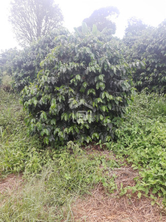 Imagem Imóvel à Venda, 30.000 m² em Conceição (rural) - Palmeiral Imagem Imóvel à Venda, 30.000 m² em Conceição (rural) - Palmeiral