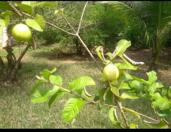Imagem Fazenda à Venda, 15.000 m² em Bonsucesso - Saquarema Imagem Fazenda à Venda, 15.000 m² em Bonsucesso - Saquarema