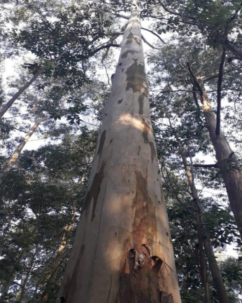 Imagem Imóvel à Venda, em Linha Olinda - Nova Petrópolis Imagem Imóvel à Venda, em Linha Olinda - Nova Petrópolis