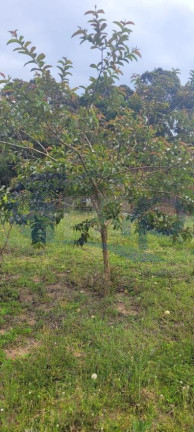 Imagem Fazenda à Venda, 3.000 m² em águas Claras - Torres Imagem Fazenda à Venda, 3.000 m² em águas Claras - Torres