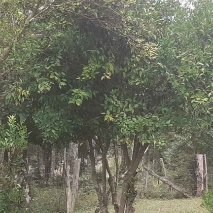 Imagem Imóvel com 3 Quartos à Venda,  em Antonio Olinto - Antônio Olinto