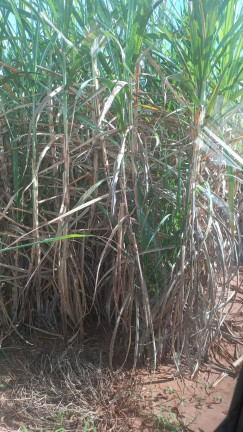Imagem Imóvel à Venda, 30 m² em Area Rural De Gurinhata - Gurinhata Imagem Imóvel à Venda, 30 m² em Area Rural De Gurinhata - Gurinhata