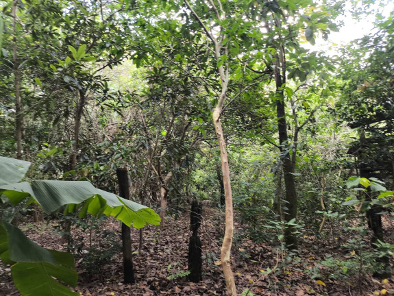 Imagem Chácara com 1 Quarto à Venda, 6 m² em Jundiaquara - Araçoiaba Da Serra Imagem Chácara com 1 Quarto à Venda, 6 m² em Jundiaquara - Araçoiaba Da Serra