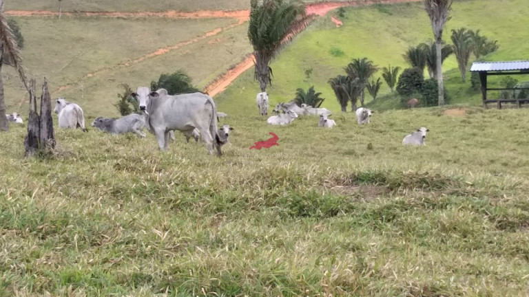 Imagem Fazenda à Venda, 968 m² em Centro - Palmópolis