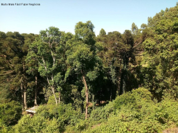 Imagem Terreno à Venda, 3.500 m² em Piá - Nova Petrópolis Imagem Terreno à Venda, 3.500 m² em Piá - Nova Petrópolis