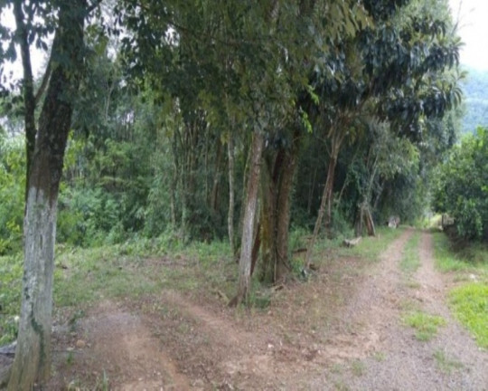 Imagem Imóvel com 8 Quartos à Venda, 330 m² em Nova Palmira - Caxias Do Sul Imagem Imóvel com 8 Quartos à Venda, 330 m² em Nova Palmira - Caxias Do Sul