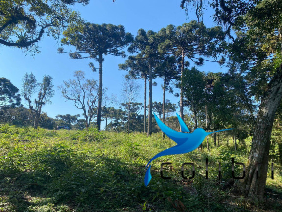 Imagem Terreno à Venda, 5.220 m² em Trigolândia - Piên Imagem Terreno à Venda, 5.220 m² em Trigolândia - Piên