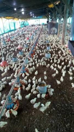 Imagem Chácara com 4 Quartos à Venda, 93.000 m² em Centro - Porangaba Imagem Chácara com 4 Quartos à Venda, 93.000 m² em Centro - Porangaba
