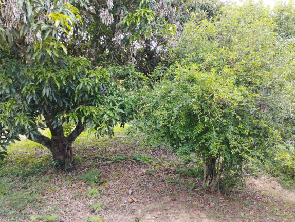 Imagem Chácara à Venda, em Jardim Cananéia - Pilar Do Sul Imagem Chácara à Venda, em Jardim Cananéia - Pilar Do Sul