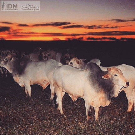Imagem Chácara à Venda, 600.000 m² em Centro - Jacutinga Imagem Chácara à Venda, 600.000 m² em Centro - Jacutinga