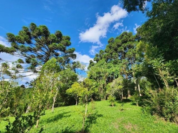 Imagem Imóvel com 3 Quartos à Venda, 51.000 m² em Campo Largo Da Roseira - São José Dos Pinhais