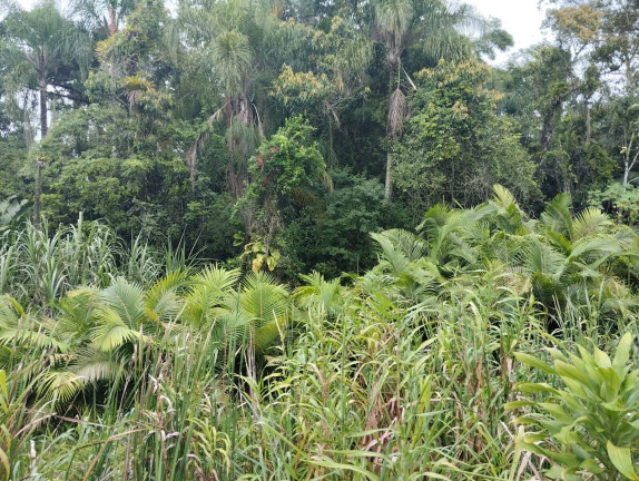 Imagem Terreno à Venda, 1.006 m² em Centro - Araquari Imagem Terreno à Venda, 1.006 m² em Centro - Araquari