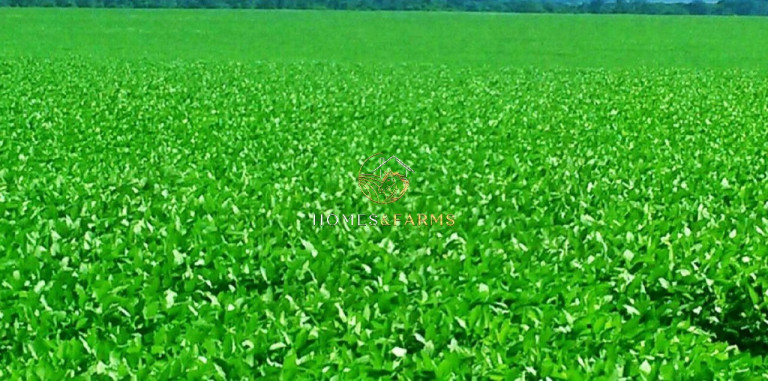 Imagem Imóvel com 3 Quartos à Venda, 90.000 m² em Jardim Primavera - Sinop Imagem Imóvel com 3 Quartos à Venda, 90.000 m² em Jardim Primavera - Sinop