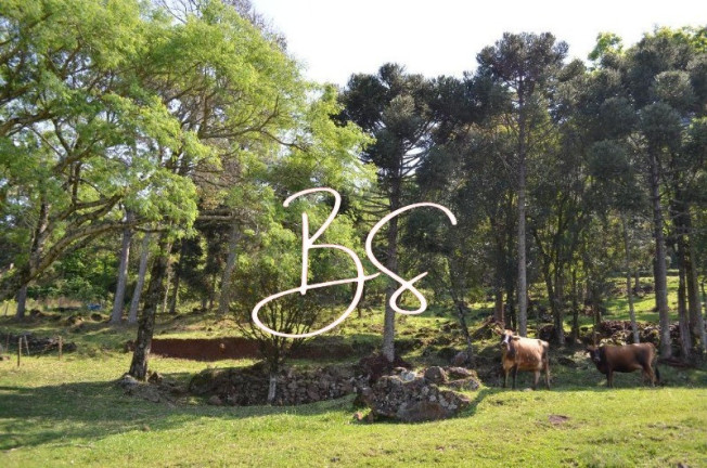 Imagem Imóvel à Venda, 100.000 m² em Linha Bonita - Gramado