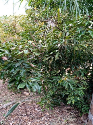 Imagem Chácara com 2 Quartos para Alugar ou Temporada, 1.512 m² em Jardim Tarantela - Jundiaí Imagem Chácara com 2 Quartos para Alugar ou Temporada, 1.512 m² em Jardim Tarantela - Jundiaí