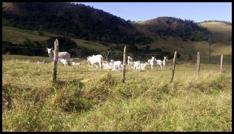 Imagem Imóvel à Venda, 3.388.000 m² em Passa Vinte - Cruzeiro