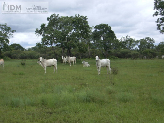 Imagem Chácara à Venda, 830.000.000 m² em Rural - São Félix Do Araguaia Imagem Chácara à Venda, 830.000.000 m² em Rural - São Félix Do Araguaia