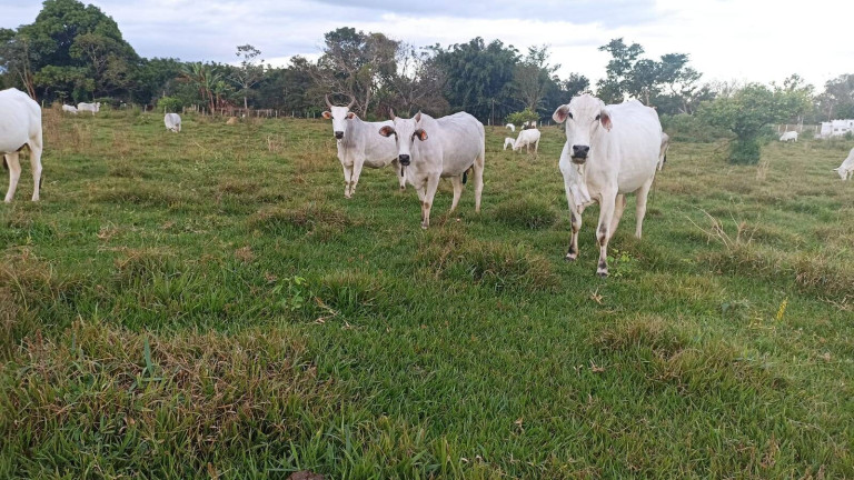 Imagem Fazenda à Venda, 100 m² em Estiva - Taubaté