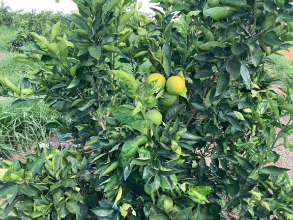 Imagem Fazenda à Venda, 121 m² em Rio Pardo - águas De Santa Bárbara