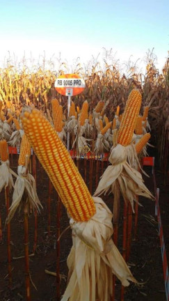 Imagem Imóvel com 3 Quartos à Venda, 47.000 m² em Zona Rural - Conceição Do Araguaia Imagem Imóvel com 3 Quartos à Venda, 47.000 m² em Zona Rural - Conceição Do Araguaia