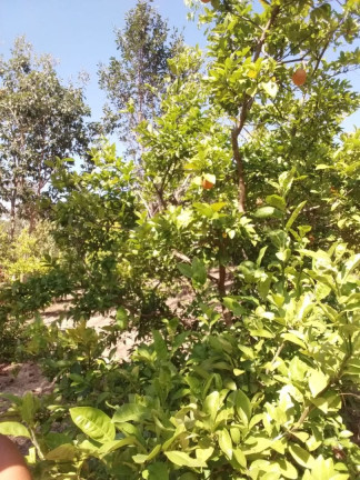 Imagem Imóvel com 2 Quartos à Venda, 10.000 m² em Cancelinha - Esmeraldas