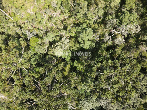 Imagem Terreno à Venda, 5.100 m² em Região Do Atalaia - Campos Do Jordão Imagem Terreno à Venda, 5.100 m² em Região Do Atalaia - Campos Do Jordão