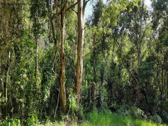 Imagem Terreno à Venda, 3 m² em São Jaco - Nova Petrópolis Imagem Terreno à Venda, 3 m² em São Jaco - Nova Petrópolis