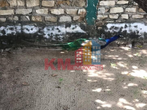 Imagem Chácara com 3 Quartos à Venda, 1 m² em Presidente Costa E Silva - Mossoró Imagem Chácara com 3 Quartos à Venda, 1 m² em Presidente Costa E Silva - Mossoró