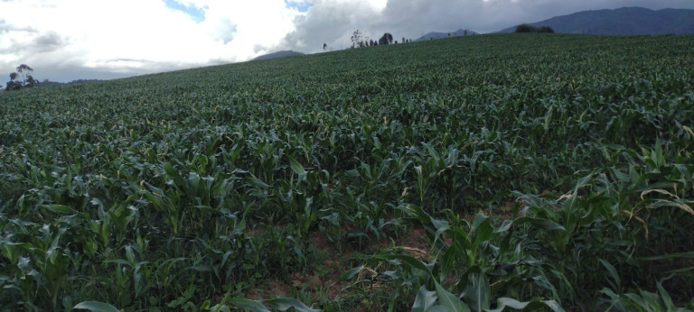Imagem Fazenda à Venda, 100 m² em Parque Das Rosas - Roseira