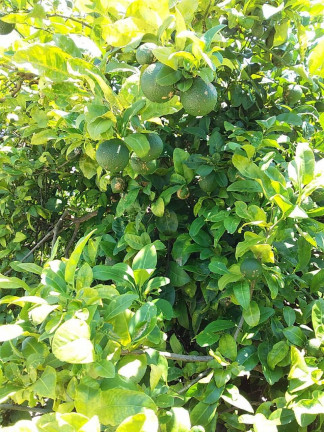 Imagem Chácara com 2 Quartos à Venda, 1 m² em Araçoiaba Da Serra