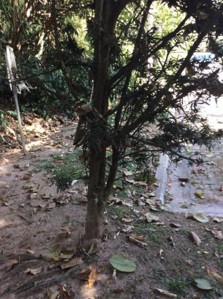 Imagem Terreno à Venda, 1.300 m² em Altos De São Fernando - Jandira Imagem Terreno à Venda, 1.300 m² em Altos De São Fernando - Jandira