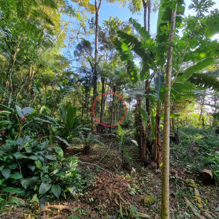 Imagem Terreno à Venda, 400 m² em Boiçucanga - São Sebastião Imagem Terreno à Venda, 400 m² em Boiçucanga - São Sebastião