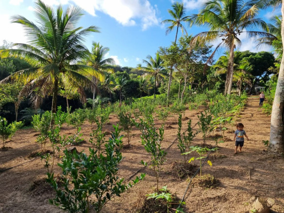 Imagem Imóvel à Venda, 12.000 m² em Zona Rural - Camaçari Imagem Imóvel à Venda, 12.000 m² em Zona Rural - Camaçari
