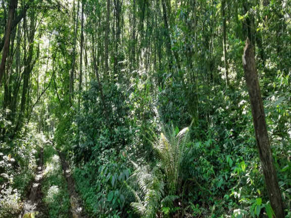 Imagem Terreno à Venda, 3 m² em São Jaco - Nova Petrópolis Imagem Terreno à Venda, 3 m² em São Jaco - Nova Petrópolis