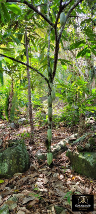 Imagem Fazenda à Venda, 8 m² em Zona Rural - Ubaitaba Imagem Fazenda à Venda, 8 m² em Zona Rural - Ubaitaba