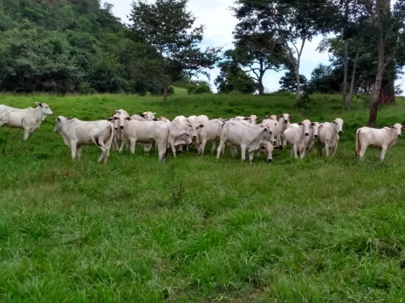 Imóvel à Venda, 1.028 m² em área Rural De Juscimeira - Juscimeira