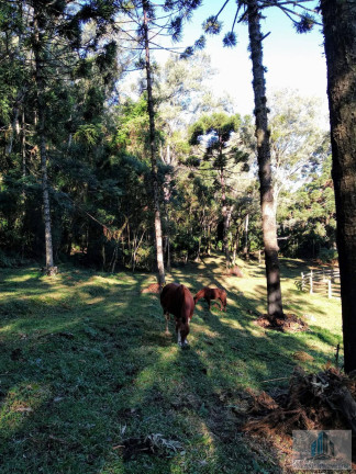 Imagem Chácara com 4 Quartos à Venda, 245 m²