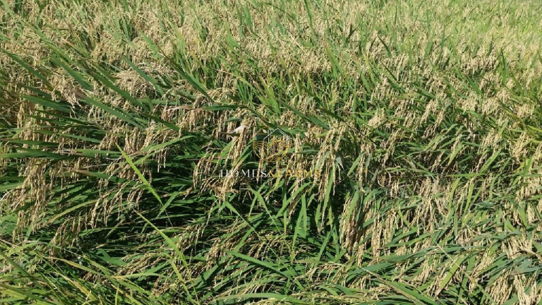 Imagem Imóvel com 3 Quartos à Venda, 40.000 m² em Capelinha - Conceição Do Araguaia Imagem Imóvel com 3 Quartos à Venda, 40.000 m² em Capelinha - Conceição Do Araguaia