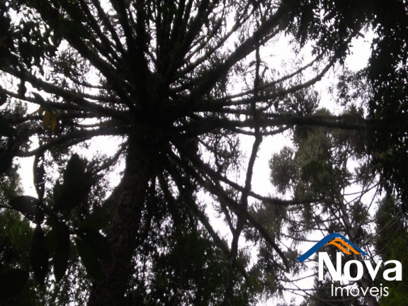 Imagem Imóvel à Venda,  em Linha Imperial - Nova Petrópolis