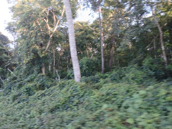 Imagem Chácara à Venda, 35 m² em Arapongas