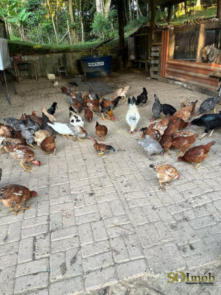 Imagem Chácara com 4 Quartos à Venda, 52.000 m² em Miracatu