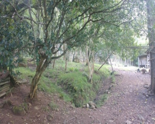 Imagem Imóvel com 4 Quartos à Venda, 168 m² em Vila Cristina - Caxias Do Sul