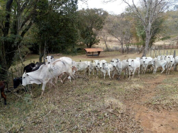 Imagem Chácara com 3 Quartos à Venda, 532 m² em Zona Rural - Cambuí