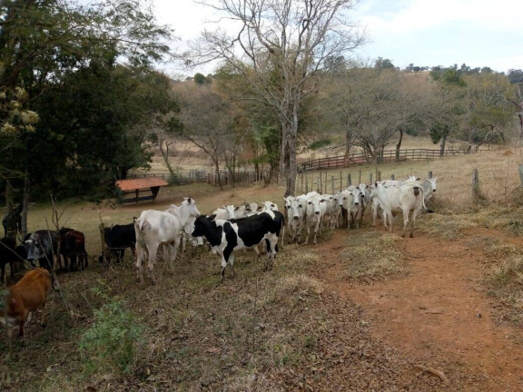 Imagem Chácara com 3 Quartos à Venda, 532 m² em Zona Rural - Cambuí